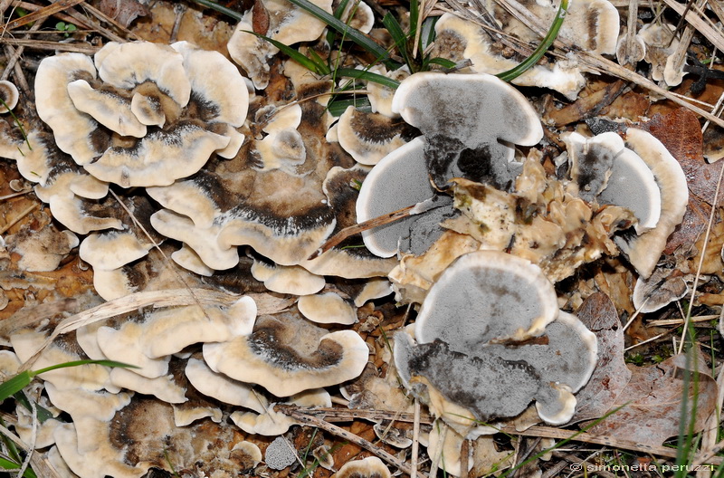 Aphyllophorales nella Tenuta di San Rossore